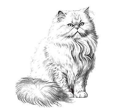 Persian fluffy cat sketch hand drawn engraved style Vector illustration.