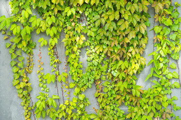 ivy leaves on gray brick background