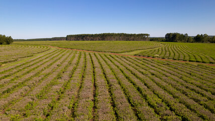 Fototapeta na wymiar Aerial view of tea plantations in Argentina.