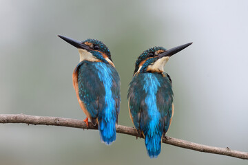 Obraz premium amazed twin blue back with black beaks birds perching together on wooden branch expose over far green background
