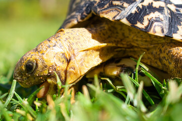 Close up of a cute African Leopard Tortoise eating for clovers and grass in a green field