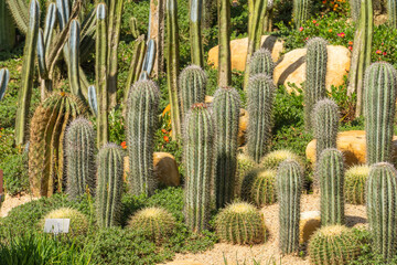 Natural background cactus close up in garden