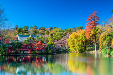 東京　井の頭公園の紅葉