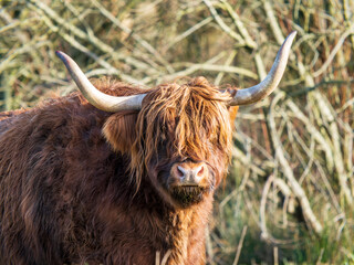 Close up of Highland Cattle Head