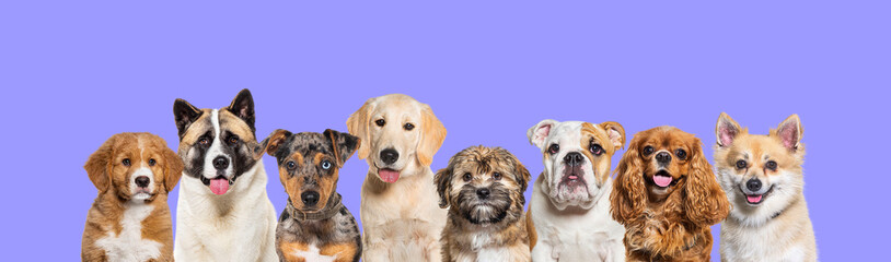 Large group of head shot dogs looking at the camera in a row, Banner, colored background, purple