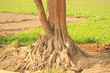 Closeup of tree roots with green fields backsides you can use for herbs or educations purpose 