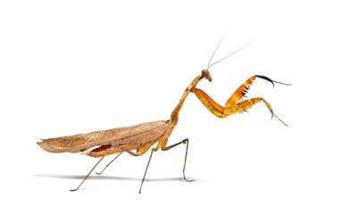 Side view on a Deroplatys truncata is a 