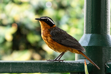 White Crowned Robin Chat on the balcony railing Maun Botswana