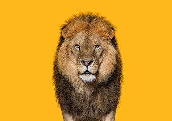 Portrait of a Male adult lion looking at the camera, Panthera leo against orange backgroung