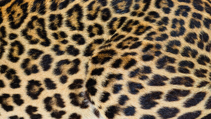 Close up of spotted Leopard fur texture