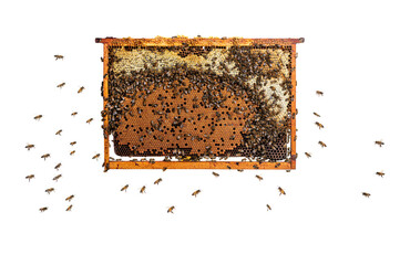 Worker Bees eating honey on a hive frame filled with honeycomb, isolated on a white background.