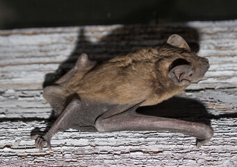 Bat animal crawling on a wooden board closeup