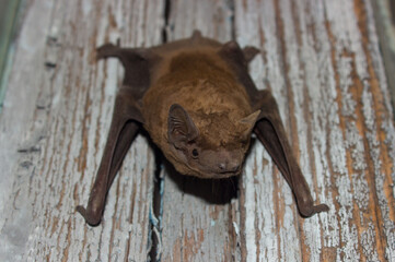 Bat animal crawling on a wooden board closeup