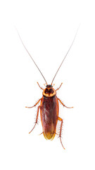 High view of a American cockroach, Periplaneta americana, isolated on white