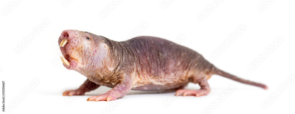 Wall mural naked mole-rat, hairless rat, heterocephalus glaber, isolated on wihte