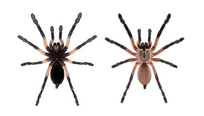 High and bottom view of a Blue Baboon Tarantula, Monocentropus balfouri, isolated on white