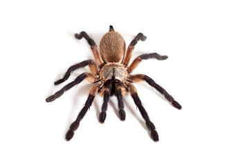 Blue Baboon Tarantula, Monocentropus balfouri, isolated on white