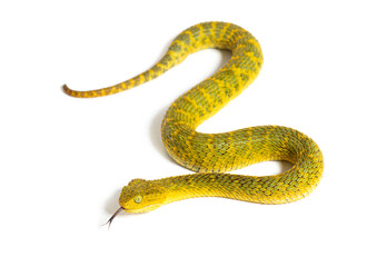 Leaf viper with its tongue out, Atheris squamigera, isolated on white