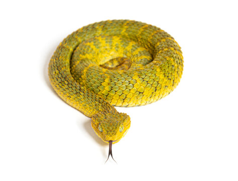 Close-up Of A Yellow Variable Bush Viper (Atheris Squamigera) From Central  African Countries. Stock Photo, Picture and Royalty Free Image. Image  153408574.