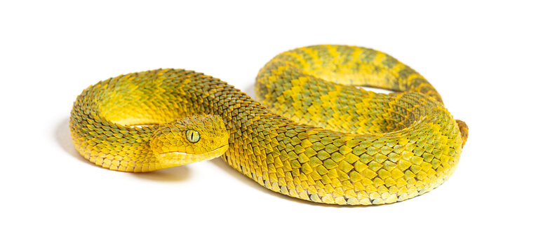 CalPhotos: Atheris squamigera; Green Bush Viper