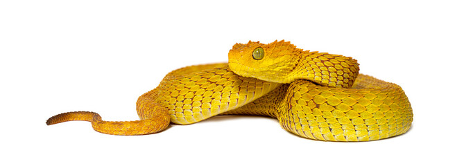 Leaf viper, Atheris squamigera, isolated on white