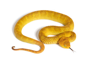 Naklejka premium Leaf viper with its tongue out, Atheris squamigera, isolated on white