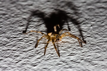 Hogna Radiata or Radiated Wolf Spider macro image with a striking shadow from the flash. Spider is local to Southern Europe
