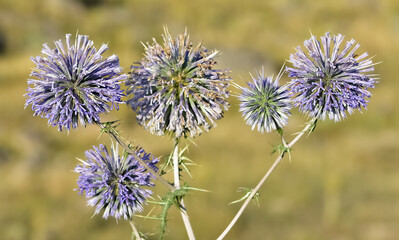 images of wild plants and flowers. prickly plant photos.