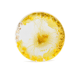Blob in a plastic cercle, Physarum polycephalum, isolated on white