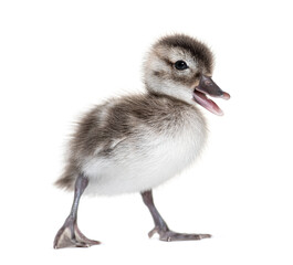 Few days old Madagascar teal duckling, Anas bernieri, Isolated on white
