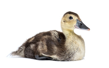 White-faced whistling duck, Dendrocygna viduata, isolated on white