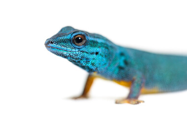 Naklejka premium Portrait of Electric blue gecko head, Lygodactylus williamsi, isolated on white