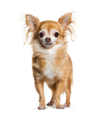Ten years old Chihuahua dog isolated on white