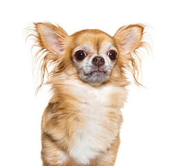 Ten years old Chihuahua dog isolated on white