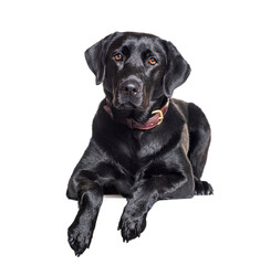 Black Labrador Retriever isolated on white