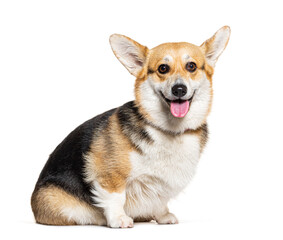 Welsh Corgi Pembroke dog wearing a collar sitting and panting, isolated on white