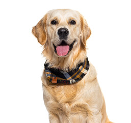 Golden Retriever wearing a scarf, isolated on white