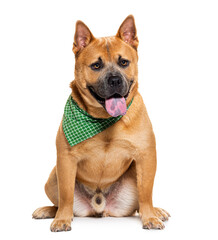 Panting Mixed breed dog between a chow-chow and American Bully, wearing a green scarf, isolated on white