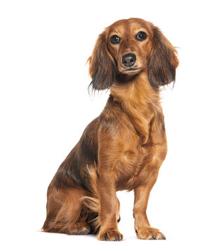 Dachshund Dog Sitting Proudly, Isolated On White