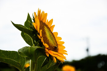 helianthus sunflower in the garden