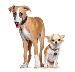 Young Whippet dog and a chihuahua side by side, together, isolated on white