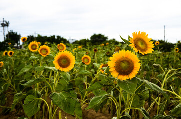 Obraz premium helianthus sunflower in the garden