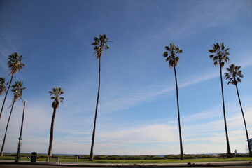 tall palms, Santa Barbara, California