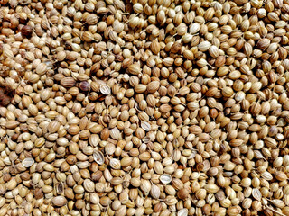 Organic Dried coriander seeds (Coriandrum sativum) closeup background texture