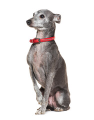 Old Italian Greyhound with red collar, isolated on white