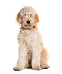 Doodle dog, Mixed breed between a golden Retriever and a poodle, isolated on white