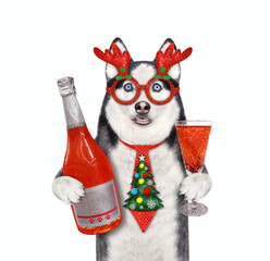 Dog husky in new year tie drinks red wine