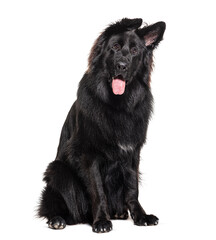 Panting Black German shepherd, isolated on white