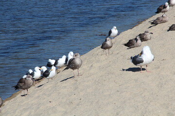 Obraz premium birds on sand, Santa Barbara, California