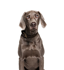 Fototapeta premium Weimaraner dog wearing collar, isolated on white